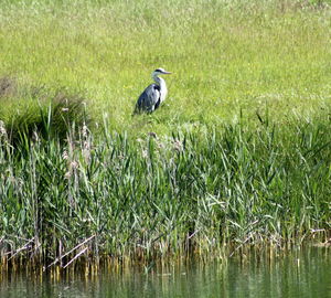 High angle view of gray heron perching on grass