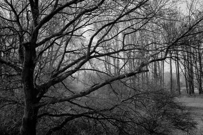 Bare trees against sky