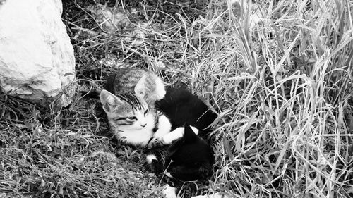 High angle view of cat on field