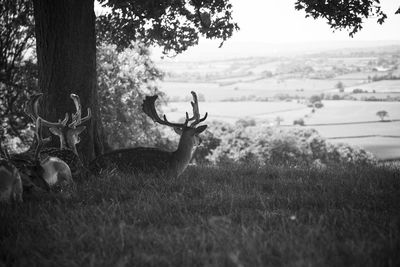 Deer on field against sky