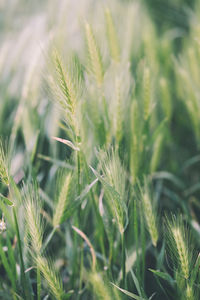 Wheat grass close up