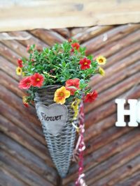 Close-up of potted plant on wood