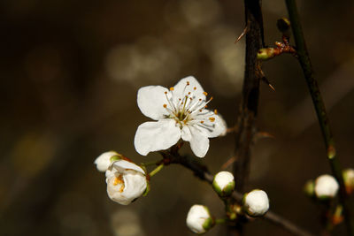 Close-up of white flowers