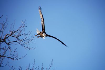 Low angle view of bird flying against blue sky