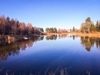 Reflection of trees in calm lake