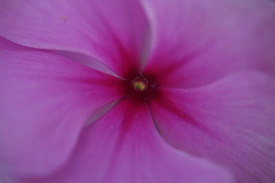 Full frame shot of pink cosmos flower