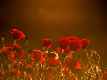 Close-up of red poppies on field against sky