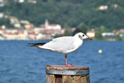 Close-up of seagull perching on wooden post