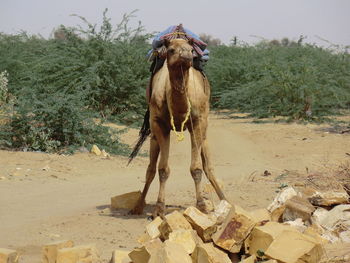 Camel standing on field at desert
