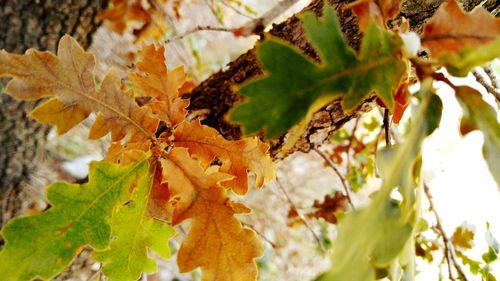 Close-up of maple tree during autumn