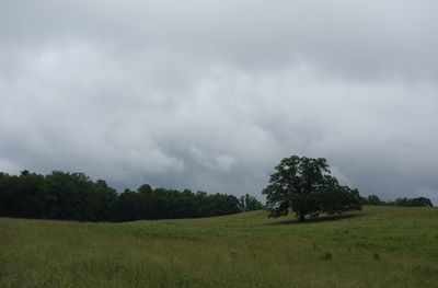 Trees on field against sky