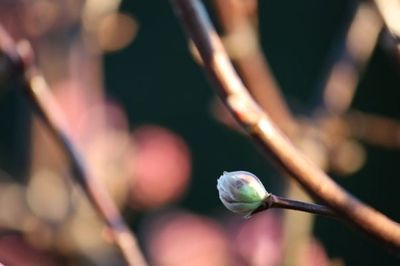 Close-up of plant