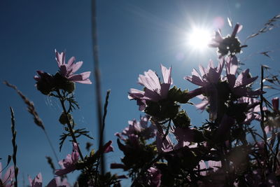 Low angle view of flowers blooming against sky