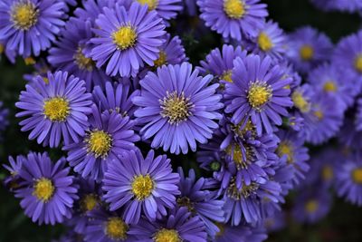 Close-up of purple flowering plants