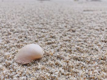 Close-up of seashell on beach