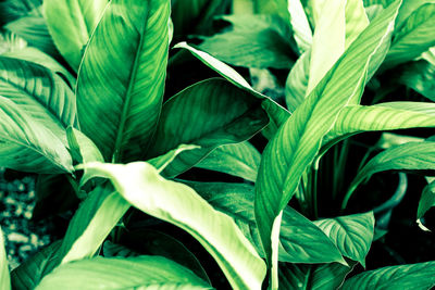 Close-up of fresh green leaves