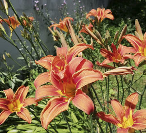 Close-up of orange lily flowers