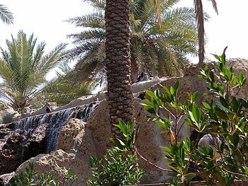 Low angle view of palm trees against clear sky