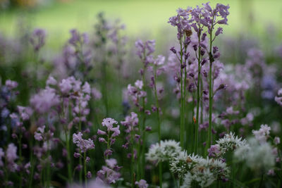 Purple and white flowers blooming outdoors