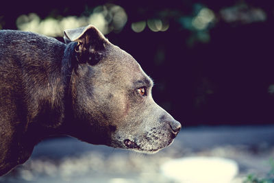 Close-up of dog looking away