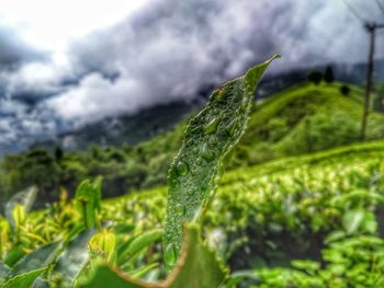 Close-up of water drops on leaves