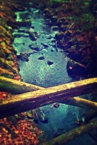 Close-up of leaves on water