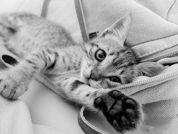 Close-up portrait of a cat