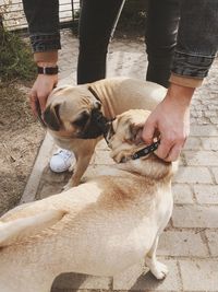 Low section of man with dog