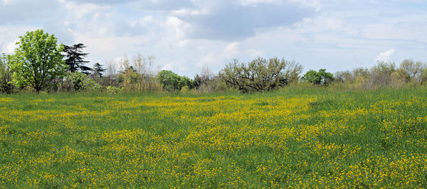 Scenic view of field against sky