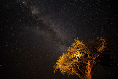 Low angle view of tree against sky at night