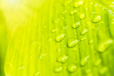 Macro shot of raindrops on green leaves