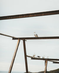 Low angle view of seagull perching on railing against sky