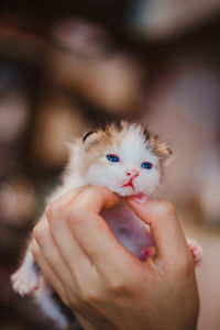 Close-up of hand holding kitten