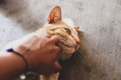 Over view of a person holding a ginger cat