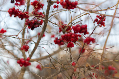 Low angle view of red berries on tree