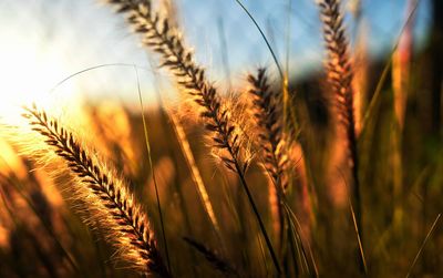 Close-up of oat plants growing on field