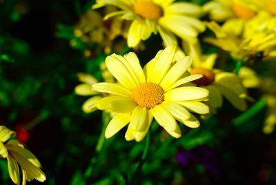 Close-up of yellow flowers blooming outdoors