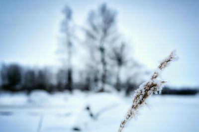 Snow covered trees on field