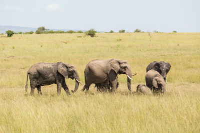 Elephants on field against sky