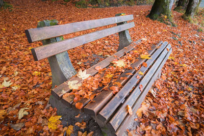 Bench in autumn forest, fussen, germany