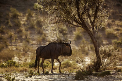 Blue wildebeest standing in field