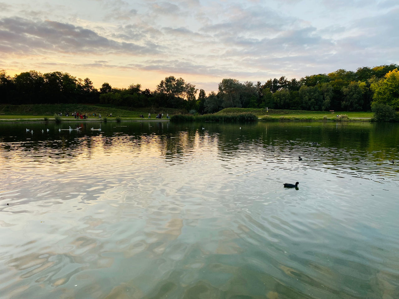 water, reflection, lake, nature, sky, animal themes, animal, tree, animal wildlife, wildlife, beauty in nature, plant, bird, sunset, tranquility, scenics - nature, cloud, swimming, no people, environment, reservoir, shore, body of water, tranquil scene, outdoors, landscape, duck, one animal, poultry, travel destinations, wetland, day, non-urban scene, boating, rippled, travel