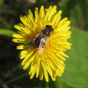 Close-up of bee pollinating on yellow flower