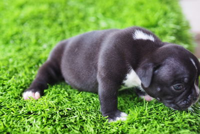 Black labrador retriever on grass