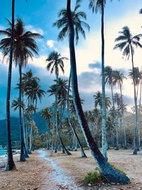 Palm trees on beach against sky