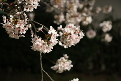 Pink flowers blooming on tree