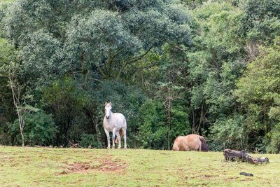 Horses in a field