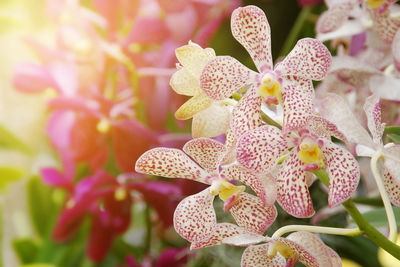 Close-up of pink flowering plant