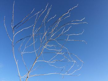 Low angle view of tree against blue sky