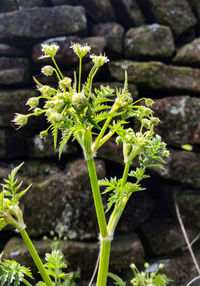 Close-up of plant